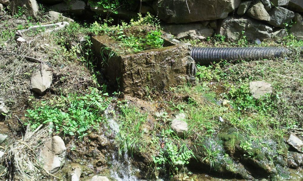 Rio Salivoli (Piombino) - rospi smeraldini in città!